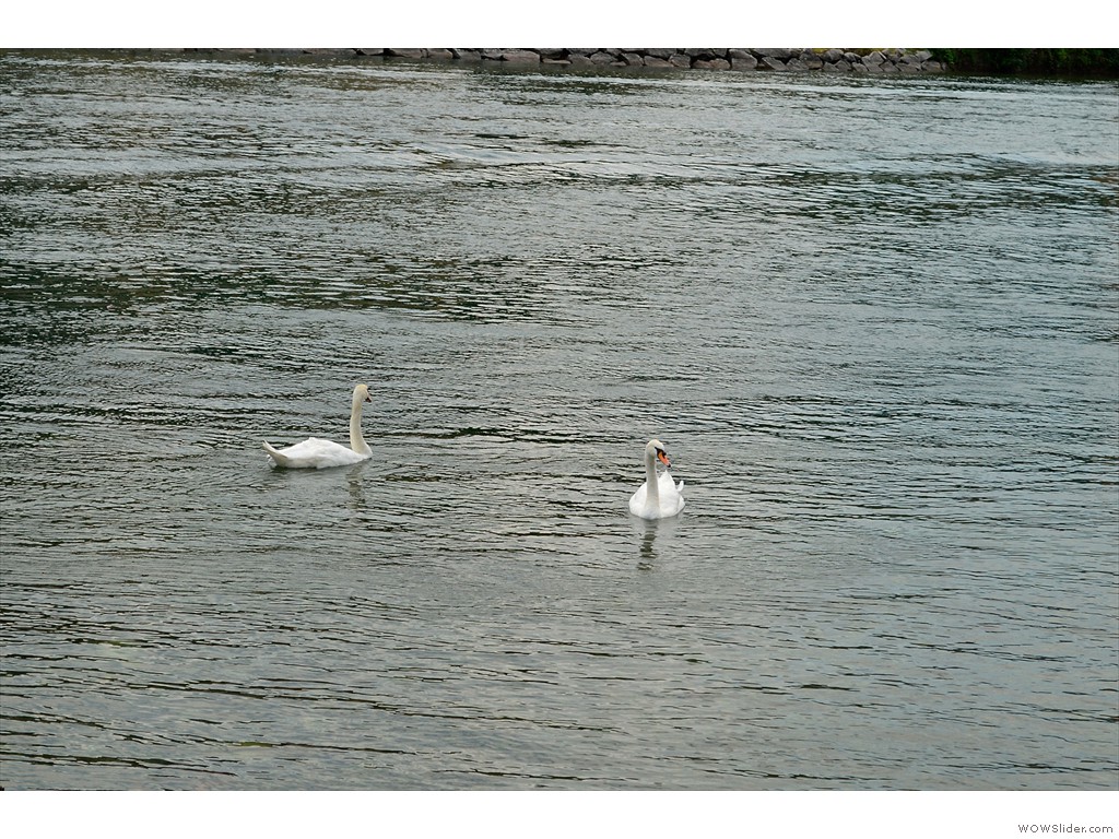 DSC_0247